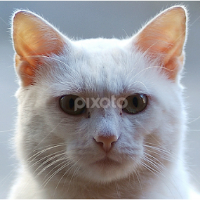 cat,cats,animal,animals by Giorgio Passoni - Animals - Cats Portraits