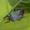 Giant shield bug