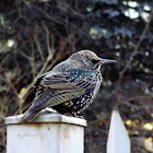Common Starling, Szpak zwyczajny