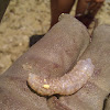 Sea Cucumber