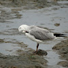 Brown-hooded Gull