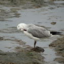 Brown-hooded Gull