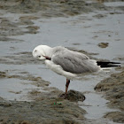 Brown-hooded Gull