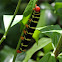 Tetrio Sphinx Caterpillar Frangipani sphnix