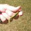 Smooth green snake