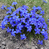 Wild Flowers of the Alps 217.02.14