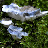 Conifer Blueing Bracket
