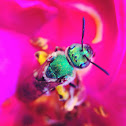 Green bee 🐝