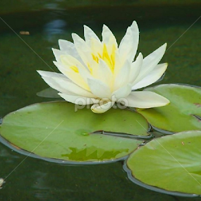 HITCHING A RIDE ON A LILY PAD by Susan Jennings - Flowers Single Flower