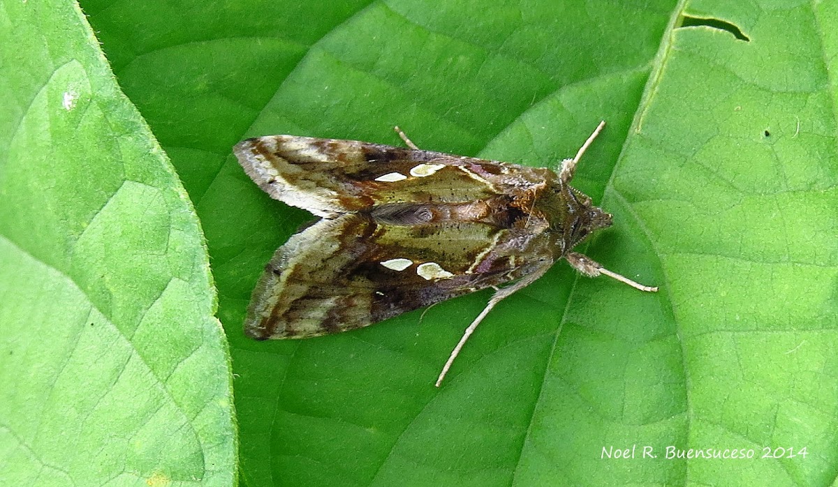 Green Garden Looper Moth