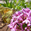 Postillon, the clouded yellow, Wander-Gelbling
