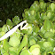Praing Mantis (albino)