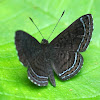 Metalmark