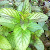 Variegated Peppermint