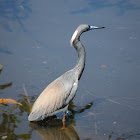 Tri-colored Heron