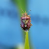 Sloe bug