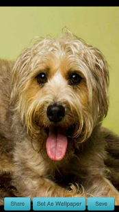 How to install Licking Dog Wallpaper patch 1.0 apk for android