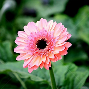 by Wan Azizul Azar Aziz - Flowers Single Flower