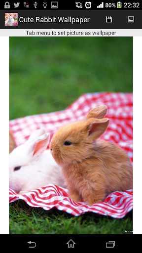 免費攝影App|Cute Rabbit Wallpaper|阿達玩APP