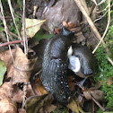 European black slug