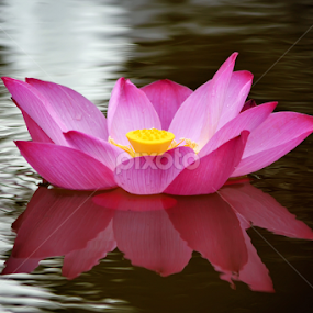 hanyutt by Sandi Nopri yanto - Flowers Single Flower