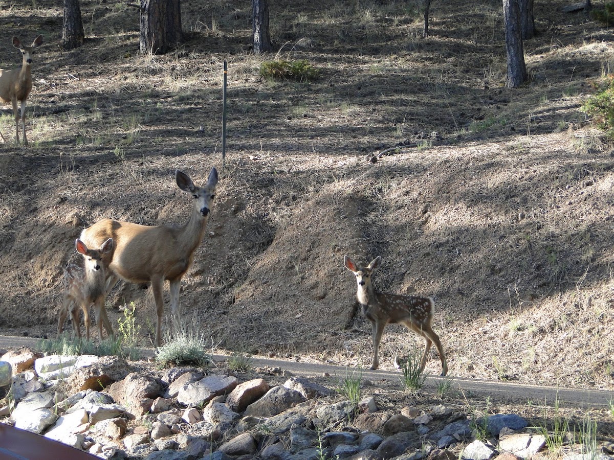 Mule Deer Family