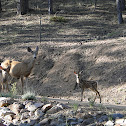 Mule Deer Family