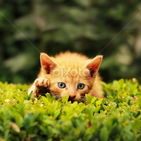 yellow cat by Tijana Lubura - Animals - Cats Portraits
