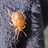 Orange Shield Bug