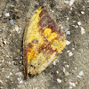 Imperial Moth wing