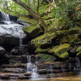 Somersby Falls by Dan Searle - Landscapes Forests