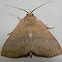 Orange Panopoda Moth