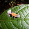 Cotton stainer bug