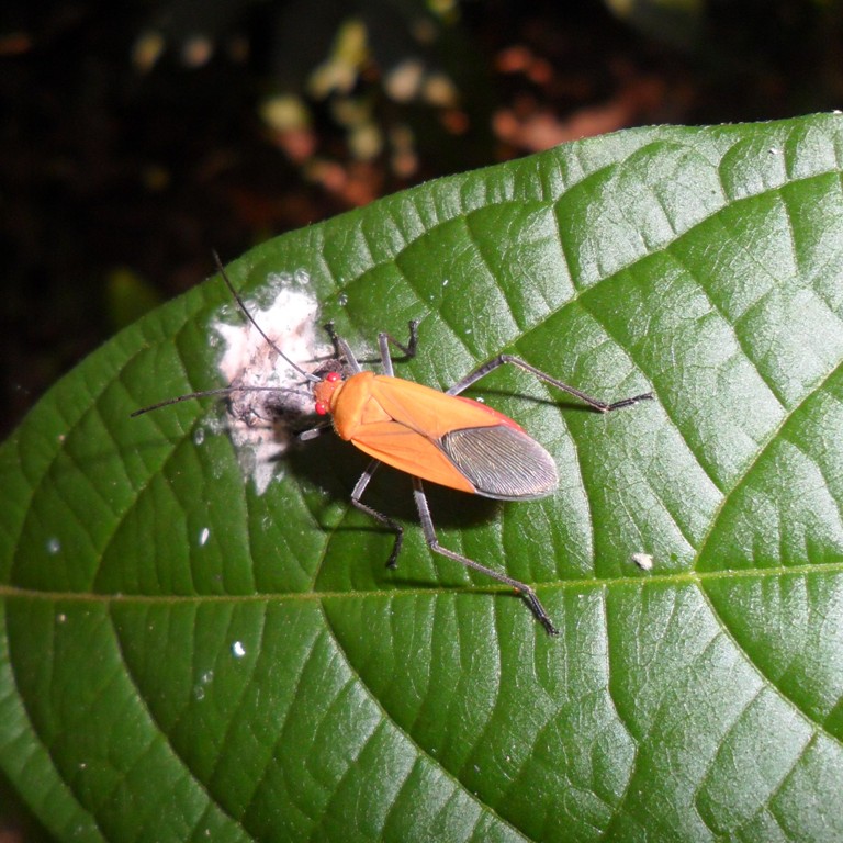 Cotton stainer bug