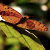 The Small Leopard Butterfly