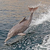 Indian humpback dolphin