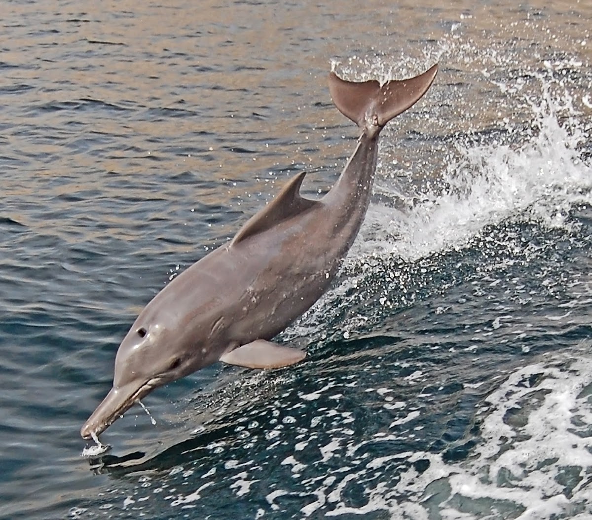Indian humpback dolphin