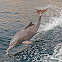 Indian humpback dolphin