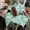 Trailing Trillium