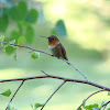 Rufous Hummingbird