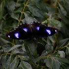The Great Eggfly (male)