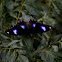 The Great Eggfly (male)