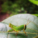 Short-horned Grasshopper nymph