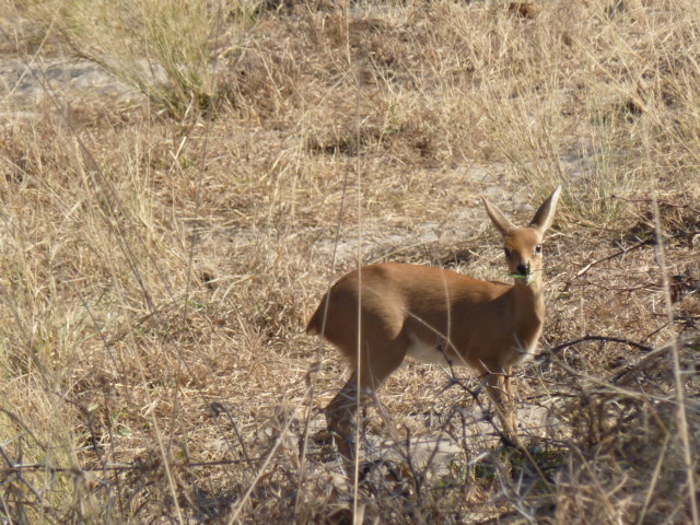 Steenbok