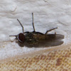 Lesser House-fly