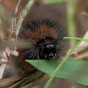 Woolybear Caterpillar