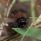 Woolybear Caterpillar