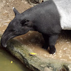 Malayan Tapir