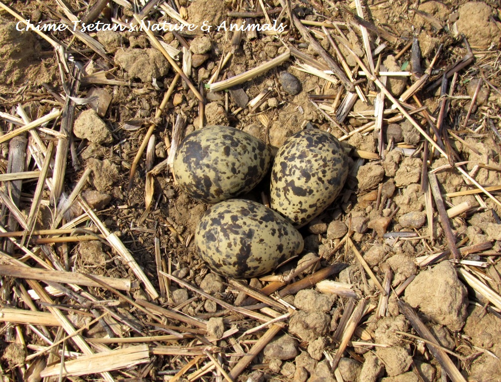 Nest and Eggs of Red Wattled Lapwing