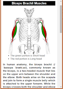 Muscular System(Anatomy)(圖6)-速報App